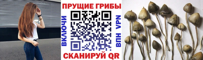 мега ССЫЛКА  Котельнич  Галлюциногенные грибы ЛСД 